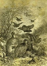 Partridges, Austria, 1891
