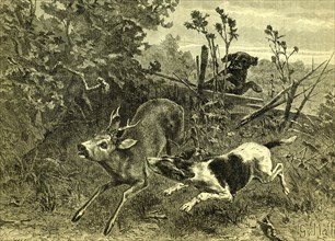 Deer, Dog, Hunt, Austira, 1891