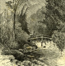 Woods, Austria, 1891