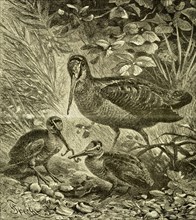 Woodcock, Austria, 1891