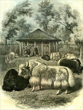 Paris, yaks, 1854