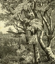 Wood, Bird, 1891, Austria