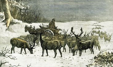London, Richmond Park, U.K., 1887, feeding the deer in severe weather, Great Britain