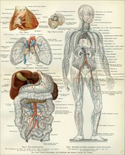 Blood vessels, 19th century, medical, biology, human body, intestines