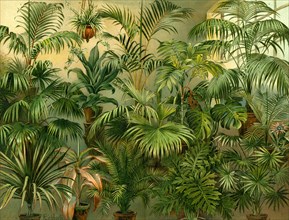 Plants, 19th century, kentia baueri, chrysalidocarpus (hyophorbe) lutescens, howea (kentia)