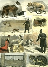 Dogs, U.K., police regulations, 1885, cat, man, woman, hat, cane