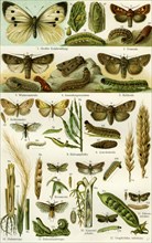 Butterflies, nineteenth century