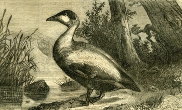 Duck, 19th century