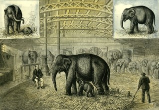 Philadelphia; U.S.A.; 1880; baby elephant; the first elephant born in captivity; United States;