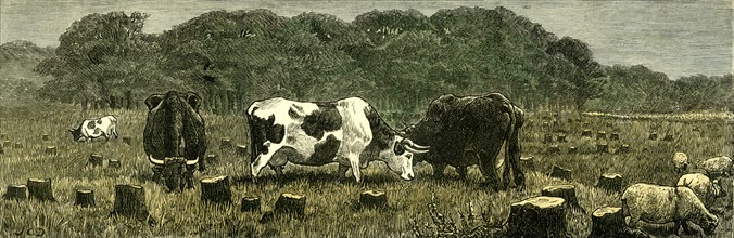 Canada, Farm Life, Cattle grazing in newly cleared pasture, 1880