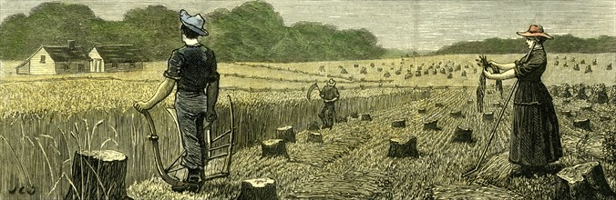 Canada, Wheat Harvest in new land, 1880