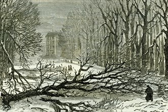 Kensington Gardens, London, 1887, Trees blown in Broad walk