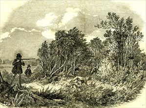 Pheasant Shooting, U.K., 1850