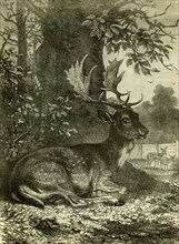 Hunting, Austria, 1891