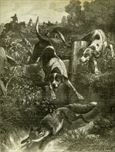 Hunt, Austria, Fox, 1891