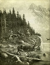 Hunt, Austria, Deer, 1891