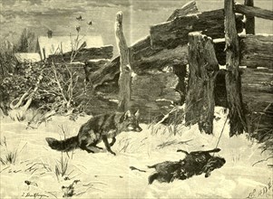 Fox, Hunt, Austria, 1891