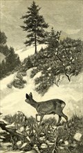 Austria, Deer, 1891