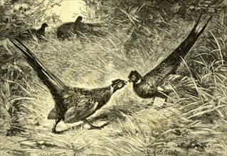 Pheasants, Austria, 1891