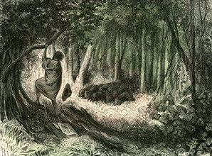 Pecaris, peru, 1869