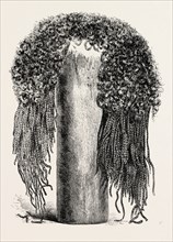 OLD EGYPTIAN LADY'S WIG, IN THE BRITISH MUSEUM.  Egypt, engraving 1879