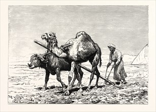 A FELLAH PLOUGHING. Egypt, engraving 1879