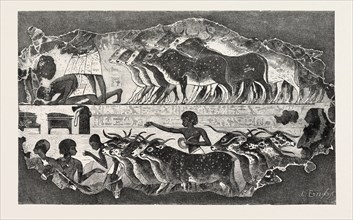 HERD OF CATTLE BROUGHT BEFORE THEIR OWNER,From an Egyptian Tomb,  Egypt, engraving 1879