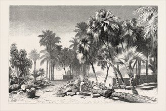 Date and Doom palms. Egypt, engraving 1879