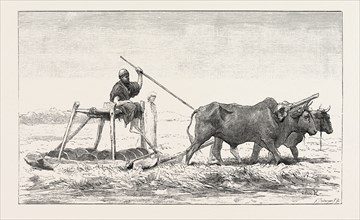 THRESHING-SLED. Egypt, engraving 1879