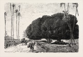 PALM AND SYCAMORE, THINNEST AND THICKEST OF THE TREES OF THE NILE VALLEY. Egypt, engraving 1879