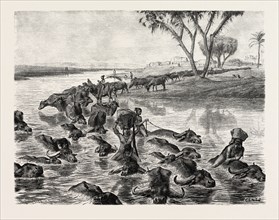 BUFFALOES WATERED IN THE NILE. Egypt, engraving 1879