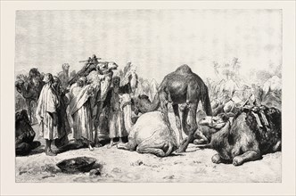 CAMEL MARKET. Egypt, engraving 1879