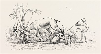 GROUP OF GAZELLES. Egypt, engraving 1879