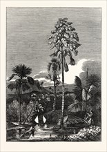 THE TALAPAT PALM