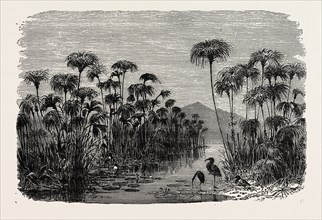 SCENE ON A TRIBUTARY OF THE NILE (BULRUSHES, IBIS), EGYPT