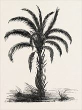 OIL-PALM (Eloeis Guineensis). Elaeis is a genus of palms containing two species, called oil palms.