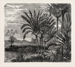 THE TRAVELLERS TREE (Urania speciosa).