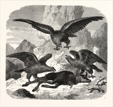 Eagles fighting over a chamois. Mountains. engraving 1855