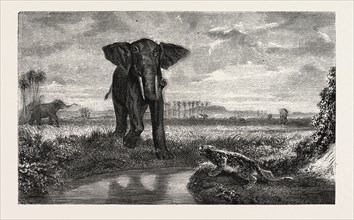 The tiger and elephant painting by M. Decamps. engraving 1855