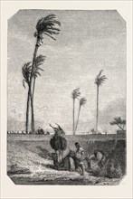 Harvest dates in Egypt, painting by Karl Girardet. engraving 1855