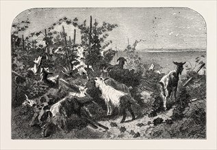Salon of 1855. Goats, painting by Mr Palizzi. engraving 1855