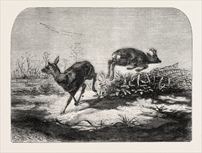 Deer surprised by Mr. Haffner. engraving 1855