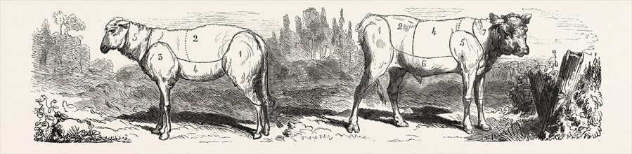 Division sheep (left) Division calf (right). engraving 1855