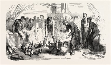 The Army of the Orient: The cockfight., 1855. Engraving