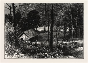 A MINER'S CABIN BY THE AMERICAN RIVER, CALIFORNIA, UNITED STATES OF AMERICA