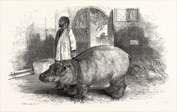 THE BEHEMOTH, OR HIPPOPOTAMUS