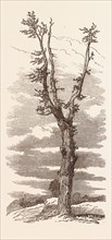 THE WELLINGTON TREE ON THE FIELD OF WATERLOO. Battle of Waterloo, a battle fought near Waterloo,