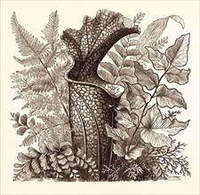 JANUARY. Pteris argentea. Andiantum formosum. Sarracenia Drummondi. Adiantum cultratum. Pteris