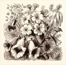 JULY. Sollya Drummondi. Achimeses gigantea. Gloxinia "Napoleon" G. tripedia. Erica rubella.