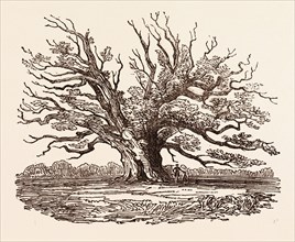 THE FAIRLOP OAK, IN HAINAULT FOREST in the London Borough of Redbridge, UK, britain, british,